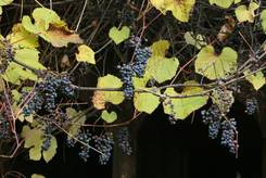 Виноградная лоза в октябре
