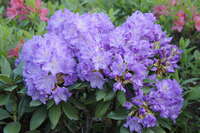 Lee's Dark Purple (130 см) Lee's Dark Purple (130 см)