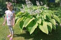 Хоста Green Acres Хоста Green Acres