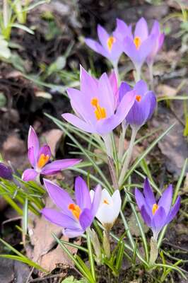 Шафран Томазини (Crocus tommasinianus)