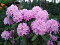 Rh. Brachycarpum (брахикарпум, или короткоплодный) розовоцветковый спорт "Бабитес Элит" (высота 150 см, дерево) Rh. Brachycarpum (брахикарпум, или короткоплодный) розовоцветковый спорт "Бабитес Элит" (высота 150 см, дерево)