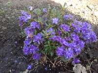 Rh. Impeditum (высота 40см) Rh. Impeditum (высота 40см)