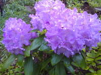 Lavanda (высота 90 см) Lavanda (высота 90 см)