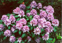 Spriditis (высота 80 см) Spriditis (высота 80 см)