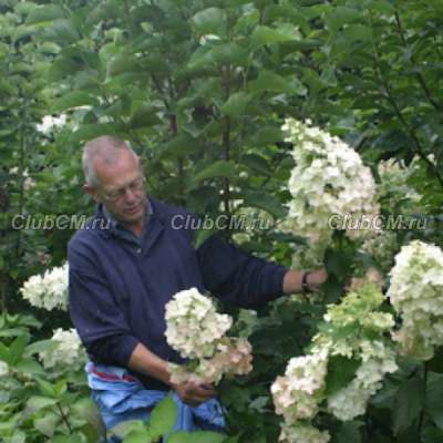 Гортензия метельчатая "Полярный медведь" (Hydrangea paniculata Polar Bear)