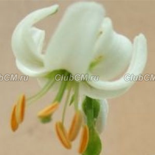 ЛИЛИЯ МАРТАГОН (LILIUM MARTAGON) ALBA