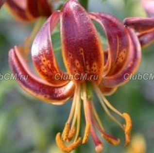 ЛИЛИЯ МАРТАГОН ( LILIUM MARTAGON ) ARABIAN NIGHT