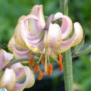 ЛИЛИЯ МАРТАГОН ( LILIUM MARTAGON ) CHAMELEON