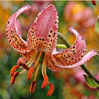 ЛИЛИЯ МАРТАГОН (LILIUM MARTAGON) MANITOBA MORNING