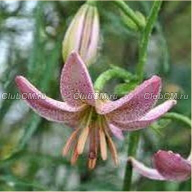 ЛИЛИЯ МАРТАГОН ( LILIUM MARTAGON ) PINK MORNING 