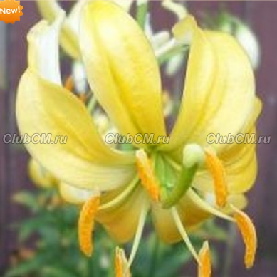 ЛИЛИЯ МАРТАГОН (LILIUM MARTAGON) YELLOW BUNTING