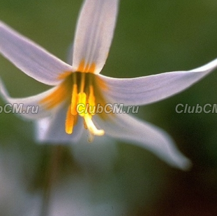 КАНДЫК БЕЛОВАТЫЙ ( ERYTHRONIUM ALBIDUM )