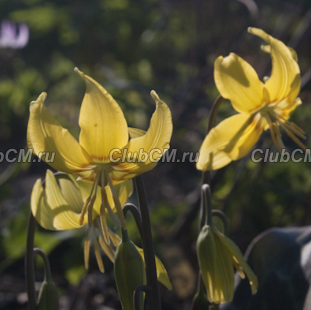 КАНДЫК ( ERYTHRONIUM ) SUNDISK