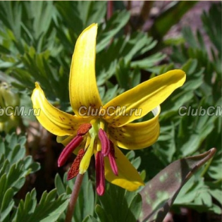 КАНДЫК ПУПОВИДНЫЙ ( ERYTHRONIUM UMBILICATUM )