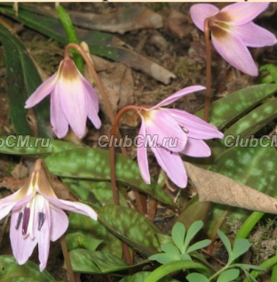 КАНДЫК ЕВРОПЕЙСКИЙ ( ERYTHRONIUM DENS-CANIS ) ROSE QUEEN