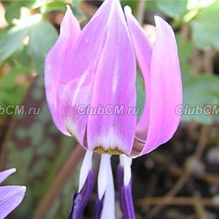 КАНДЫК ЕВРОПЕЙСКИЙ ( ERYTHRONIUM DENS-CANIS ) FRANS HALS
