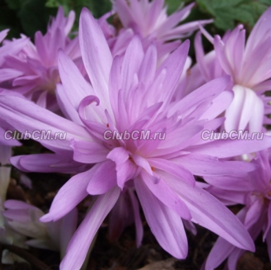 БЕЗВРЕМЕННИК (COLCHICUM) WATER LILY