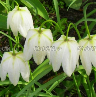 РЯБЧИК ШАХМАТНЫЙ ( FRITILLARIA MELEAGRIS ) ALBA