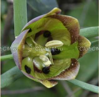 РЯБЧИК ПОНТИЙСКИЙ ( FRITILLARIA PONTICA )  