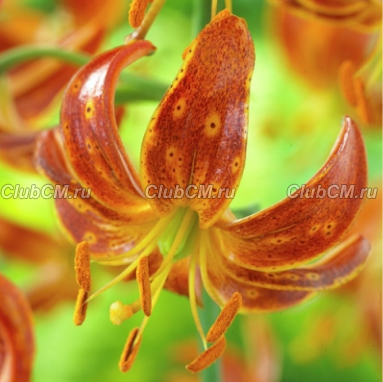 ЛИЛИЯ МАРТАГОН ( LILIUM MARTAGON ) SCARLET MORNING