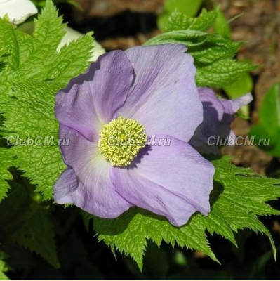 ГЛАУЦИДИУМ ПАЛЬЧАТЫЙ (GLAUCIDIUM PALMATUM)