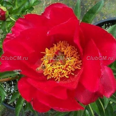 ПИОН ( PAEONIA ) BLAZE