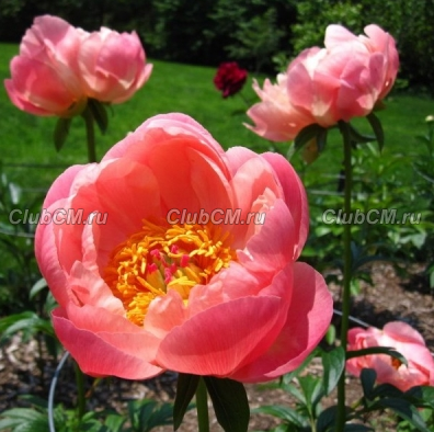 ПИОН ( PAEONIA ) CORAL CHARM