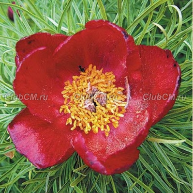 ПИОН ТОНКОЛИСТНЫЙ (PAEONIA TENUIFOLIA)