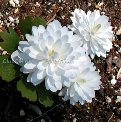 САНГВИНАРИЯ КАНАДСКАЯ ( SANGUINARIA CANADENSIS ) PLENA