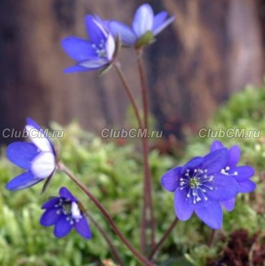 ПЕЧЕНОЧНИЦА БЛАГОРОДНАЯ ( HEPATICA NOBILIS ) COBALT BLUE