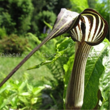 АРИЗЕМА ИЗЯЩНАЯ ( ARISAEMA CONCINNUM )