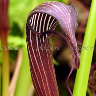 АРИЗЕМА РЕБРИСТАЯ ( ARISAEMA COSTATUM )