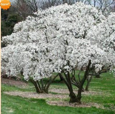 МАГНОЛИЯ ЗВЕЗДЧАТАЯ ( MAGNOLIA STELLATA ) ROYAL STAR