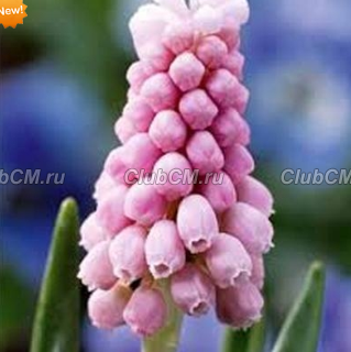 МУСКАРИ АРМЯНСКИЙ (MUSCARI ARMENIACUM) PINK SUNRISE