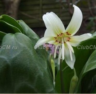 КАНДЫК ( ERYTHRONIUM ) WHITE BEAUTY