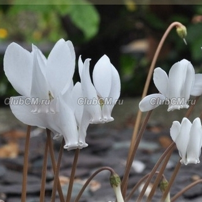 ЦИКЛАМЕН НЕАПОЛИТАНСКИЙ ИЛИ ПЛЮЩЕЛИСТНЫЙ ( CYCLAMEN NEAPOLITANUM = HEDERIFOLIUM ) f. Alba