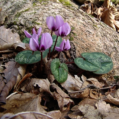 ЦИКЛАМЕН КАВКАЗСКИЙ ( CYCLAMEN CAUCASICUM )