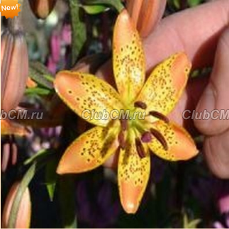 ЛИЛИЯ МАРТАГОН ( LILIUM MARTAGON ) ASPEN GOLD