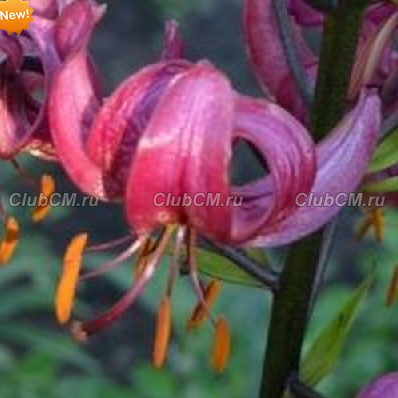 ЛИЛИЯ МАРТАГОН ( LILIUM MARTAGON ) JENNIFER EVANS