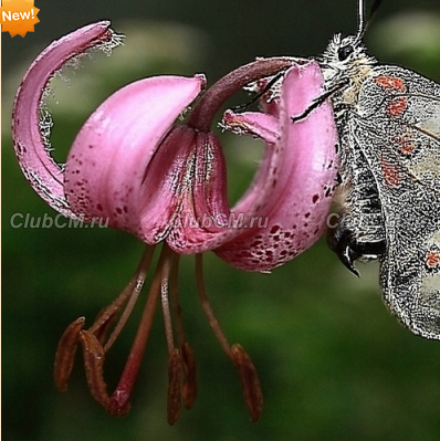 ЛИЛИЯ МАРТАГОН ( LILIUM MARTAGON ) MEREDITH EVANS