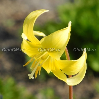 КАНДЫК ( ERYTHRONIUM ) KONDO