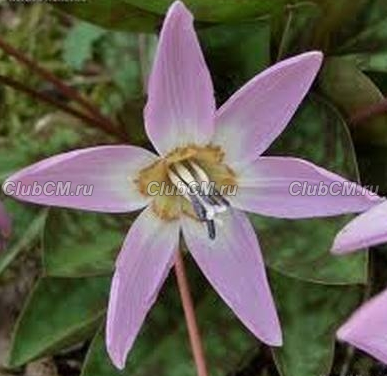 КАНДЫК ЕВРОПЕЙСКИЙ ( ERYTHRONIUM DENS-CANIS ) PINK PERFECTION