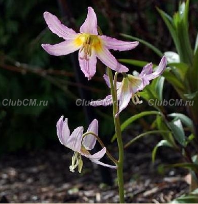 КАНДЫК ( х ERYTHRONIUM ) KINFAUNS PINK