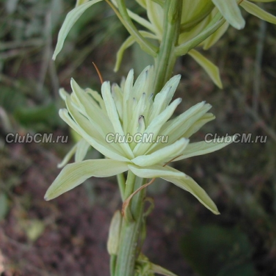 КАМАССИЯ ЛЕЙХТЛИНА (CAMASSIA LEICHTLINII) PLENA