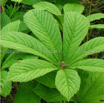 РОДЖЕРСИЯ КОНСКОКАШТАНОЛИСТНАЯ (RODGERSIA AESCULOFOLIA)