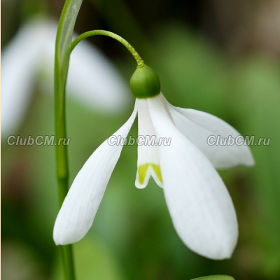 ПОДСНЕЖНИК ВОРОНОВА (GALANTHUS WORONOWII)