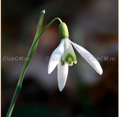 ПОДСНЕЖНИК СНЕЖНЫЙ (GALANTHUS NIVALIS)