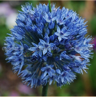 ЛУК ГОЛУБОЙ (ALLIUM CAERULEUM)