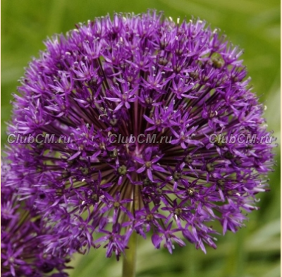 ЛУК ГОЛЛАНДСКИЙ (ALLIUM HOLLANDICUM) PURPLE SENSATION