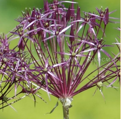 ЛУК ХРИСТОФА ( ALLIUM CHRISTOPHII )